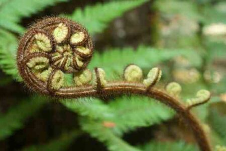 Steamed Fern Stems Recipe Image
